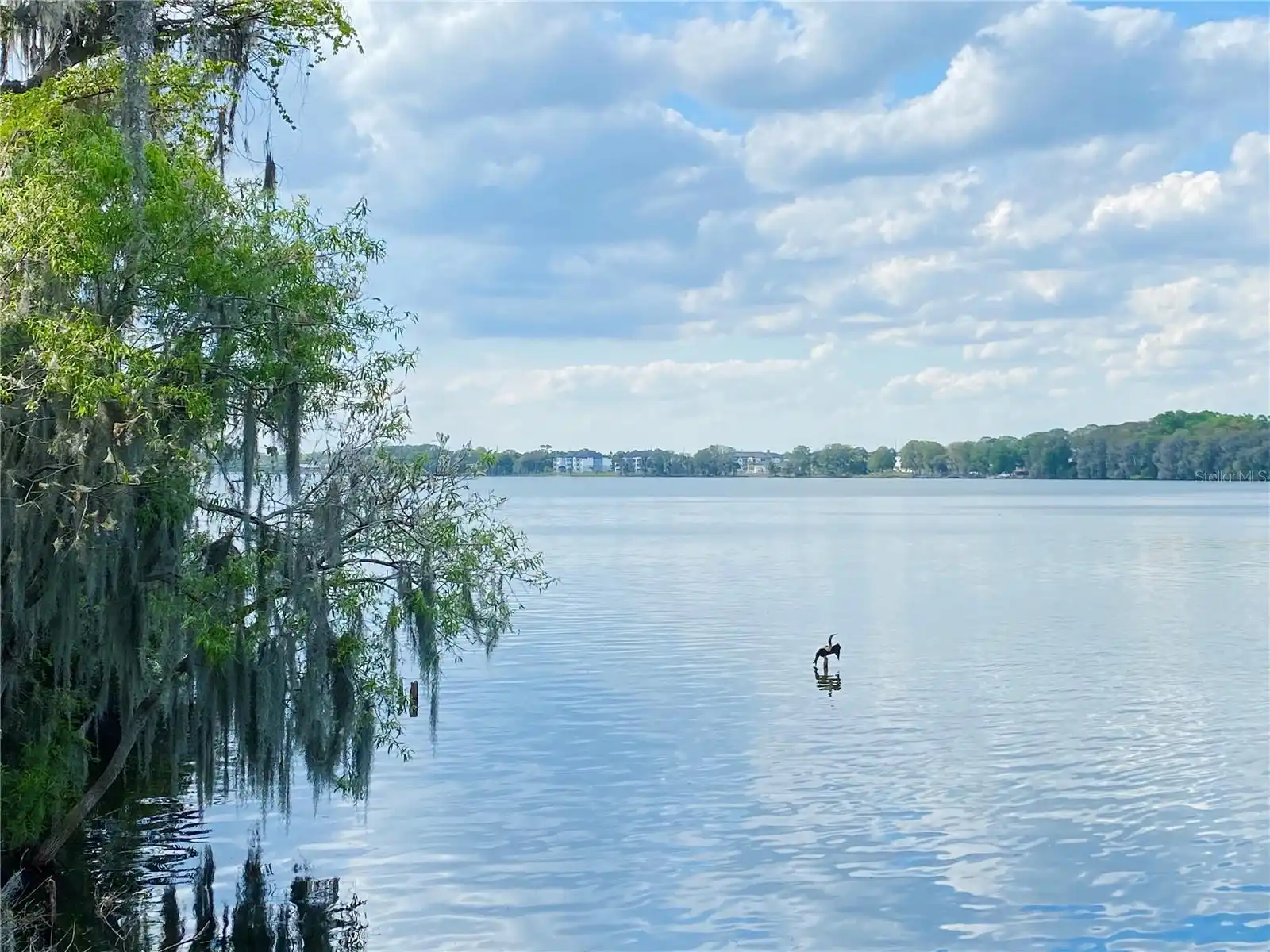 Winter Park Real Estate
