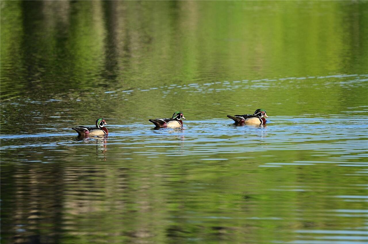 Listing Photo 65