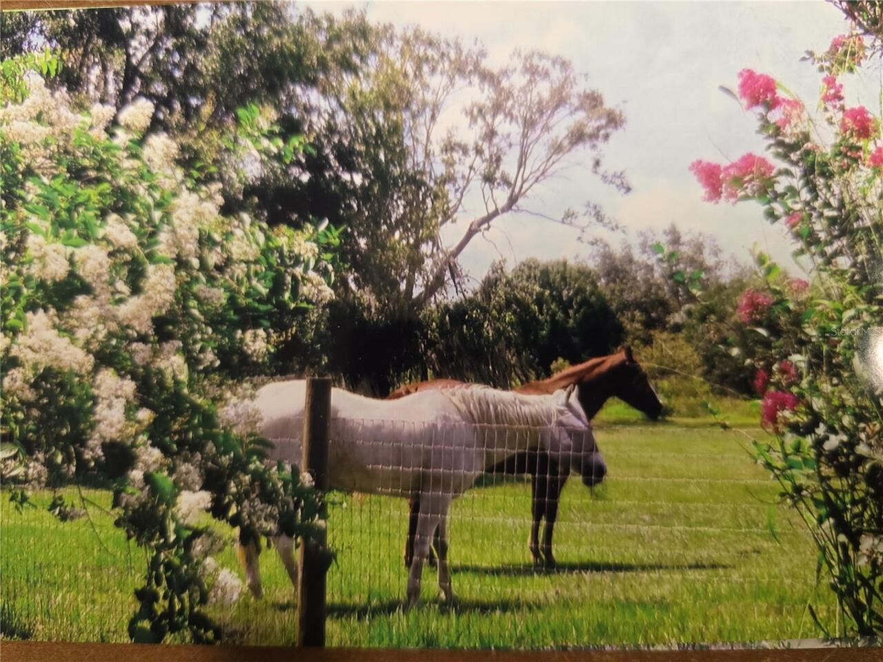 Listing Photo 54