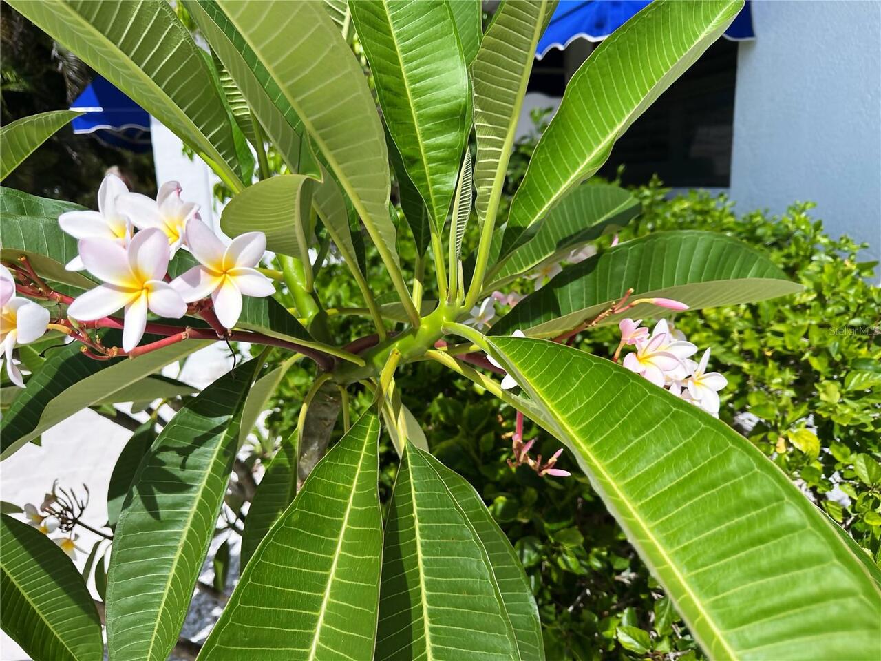 Listing Photo 54