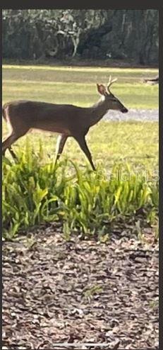 Listing Photo 55