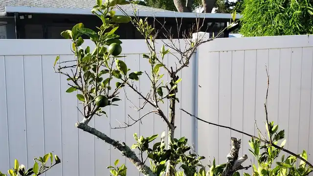 Listing Photo 24